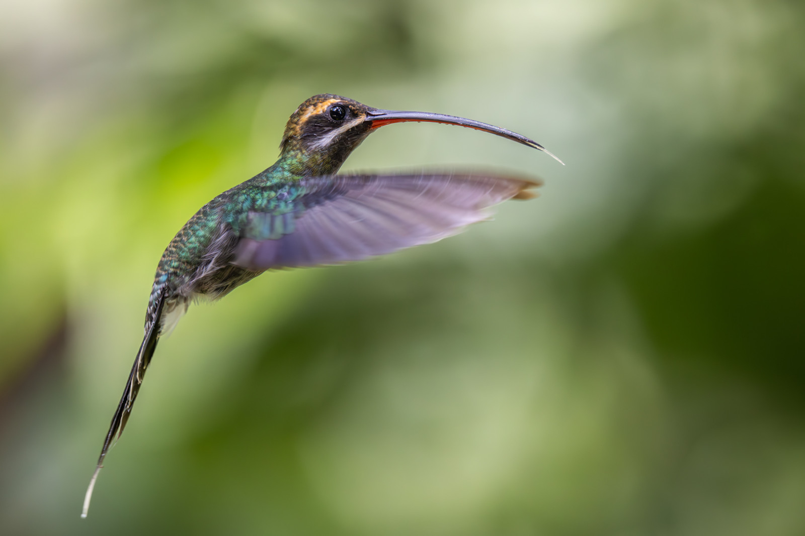 image White-whiskered Hermit